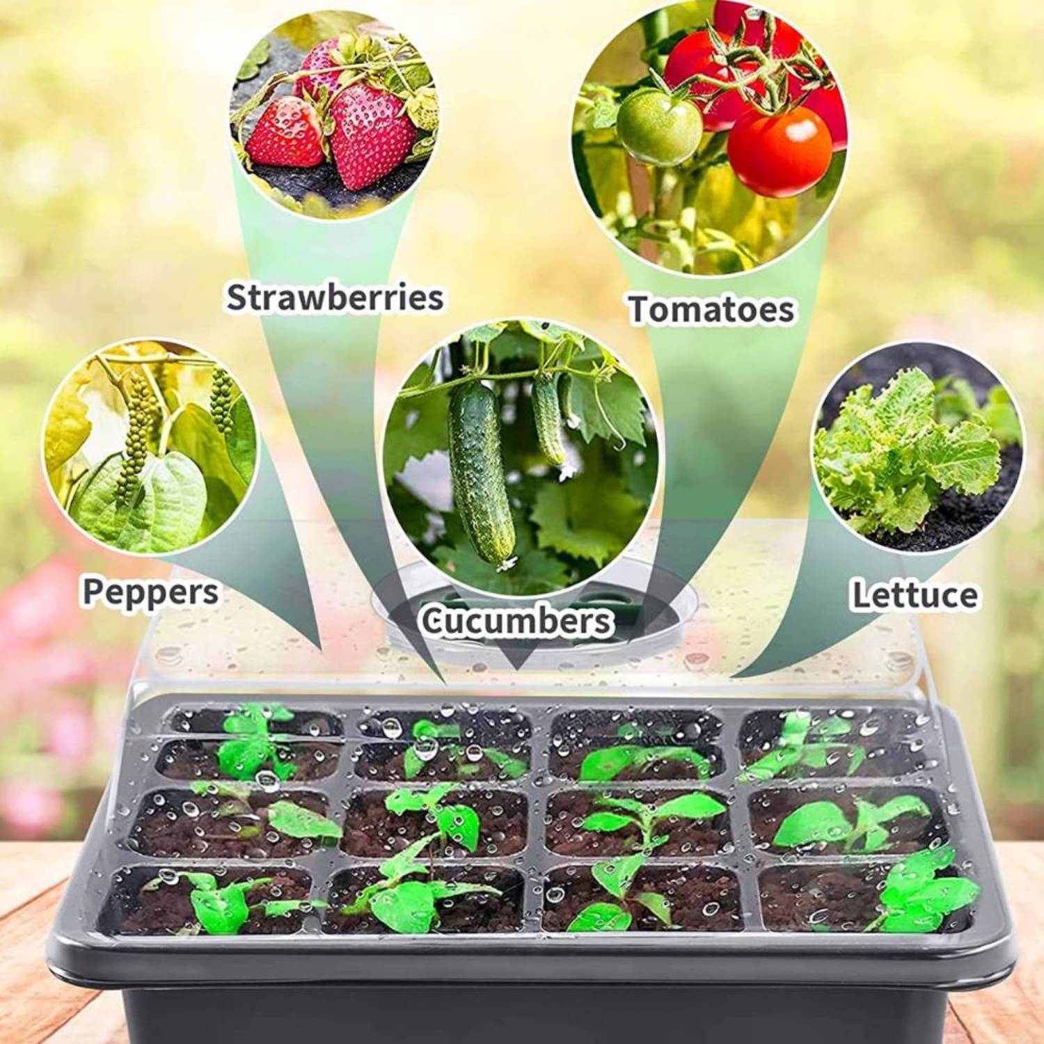 Self Watering Seedling Tray: image 7