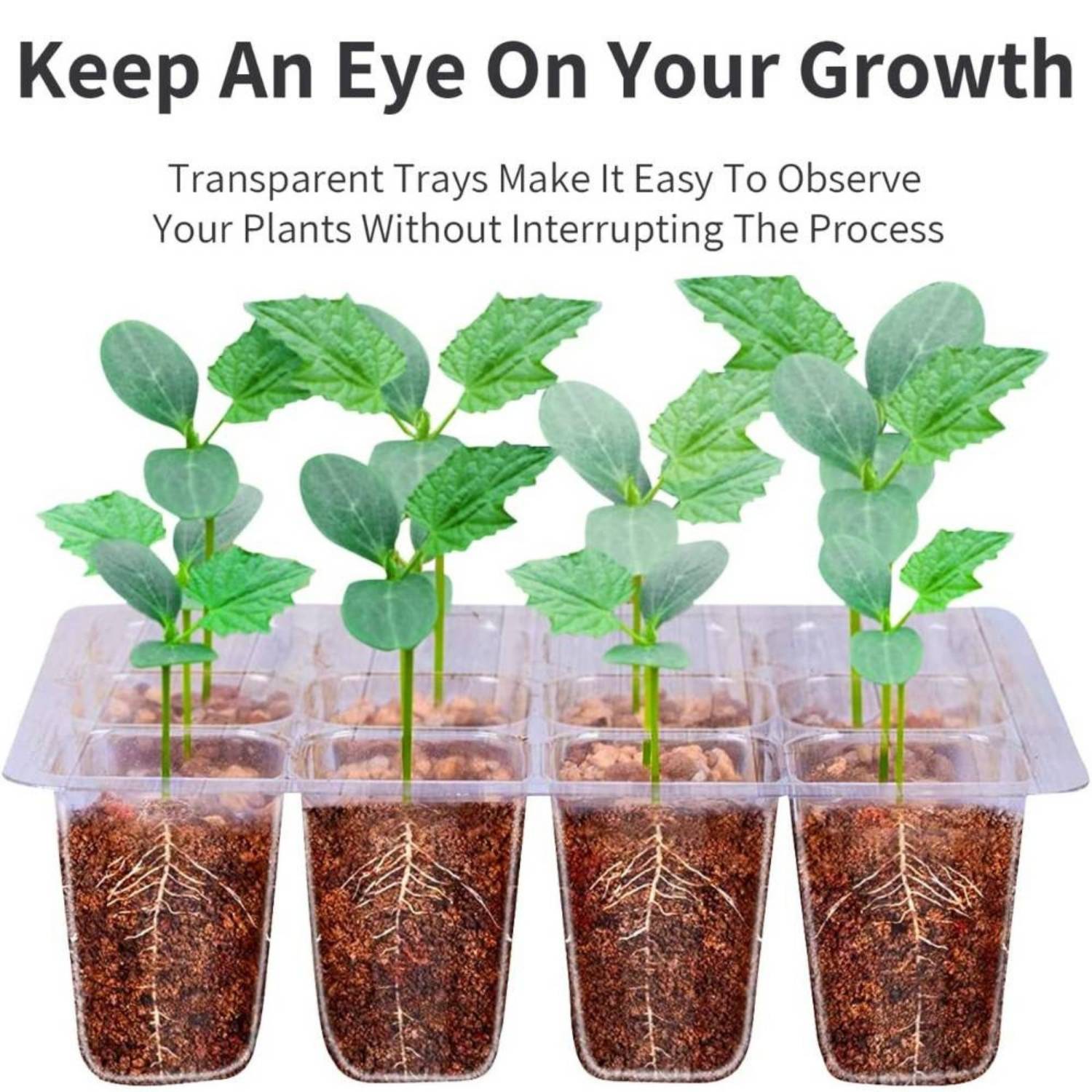 Self Watering Seedling Tray: image 9